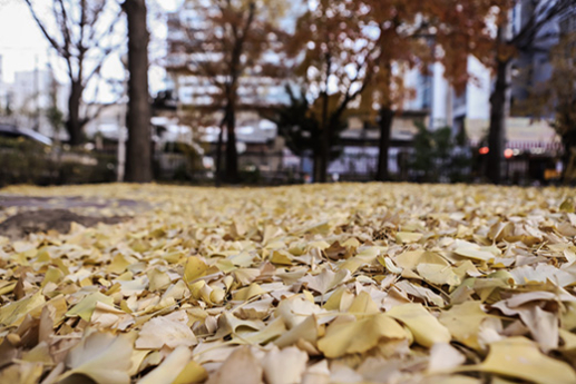 오늘날씨, 가시거리 1km 미만 안개 곳... 아침 기온 -3도까지